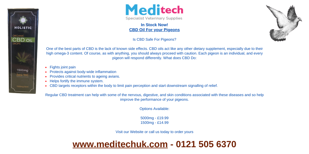 Can You Use CBD Oil for your Pigeons?