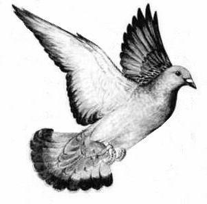 Aspergillosis (Thrush) in Pigeons