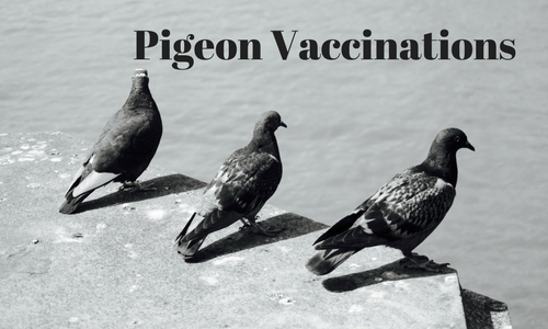 Pigeon Vaccinations